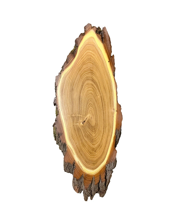 Acacia trophy shield 40x21cm