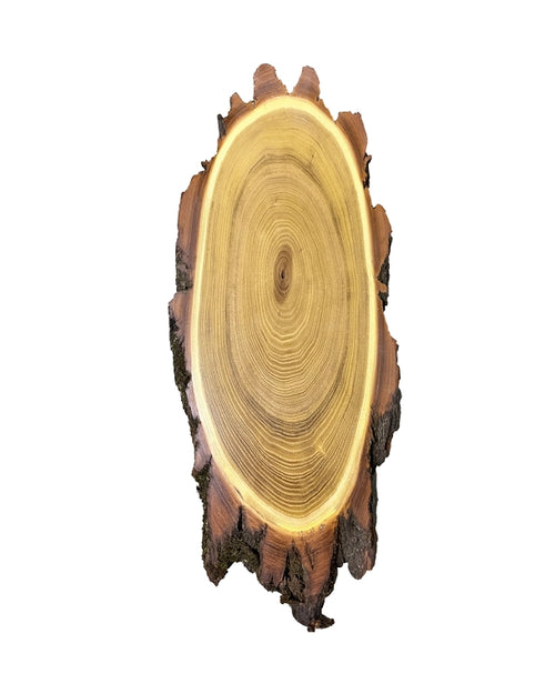 Acacia trophy shield 50x25cm