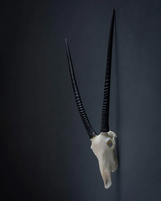 SKULLIES Miniature Oryx Skull 