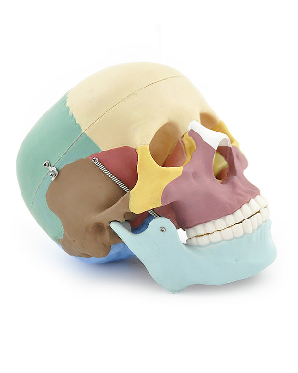 Replica skull model Colored and detachable