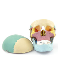 Replica skull model Colored and detachable