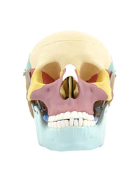 Replica skull model Colored and detachable