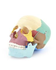 Replica skull model Colored and detachable