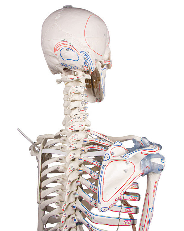 Squelette « Bert » avec marquages ​​musculaires et ligamentaires