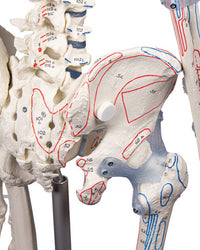 Squelette « Bert » avec marquages ​​musculaires et ligamentaires