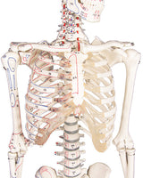 Squelette miniature avec marques musculaires