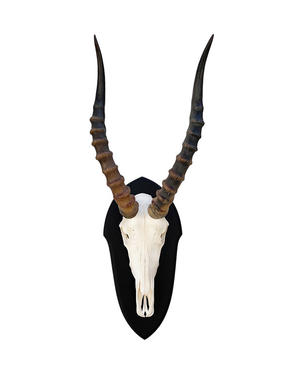 Buy hunting trophies | SWISSskulls – SWISSskulls International