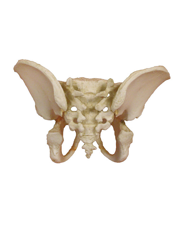 Replica children's pelvis model of a 5-year-old child