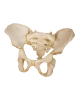 Replica children's pelvis model of a 5-year-old child