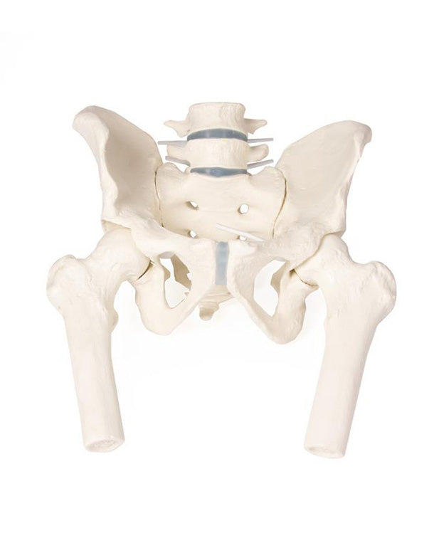 Replica male pelvis model with sacrum, 2 lumbar vertebrae and femur.