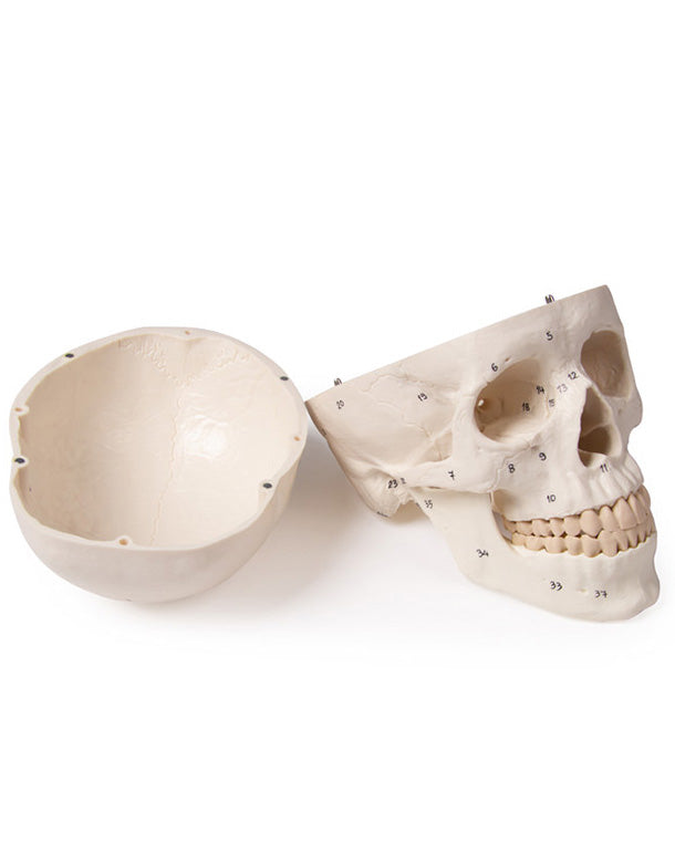 Replica skull model 3-part and numbered