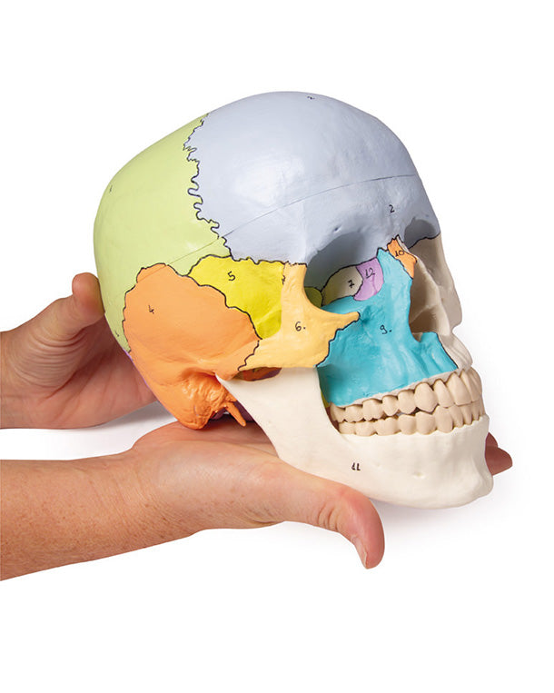 Replica Didactic Skull, 3-part