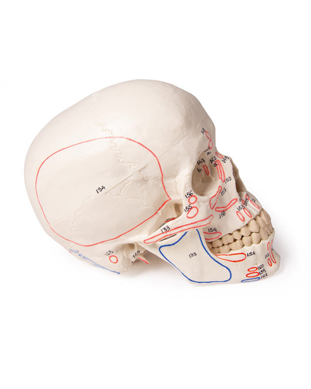 Replica skull model, 3-part, with muscle markings