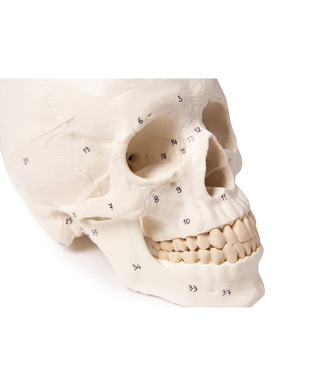 Replica skull model 3-part and numbered