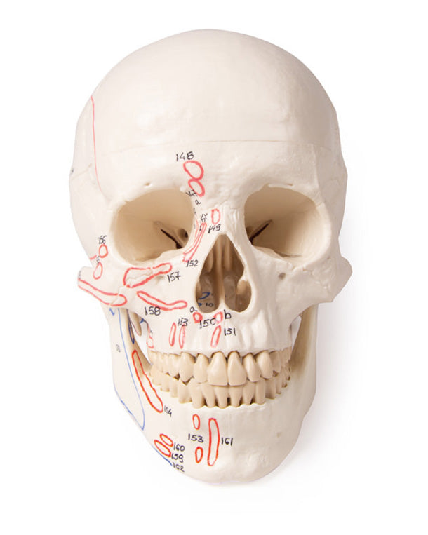 Replica skull model, 3-part, with muscle markings