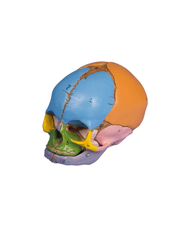 Replica of Didactic Fetal Skull, 38th Week