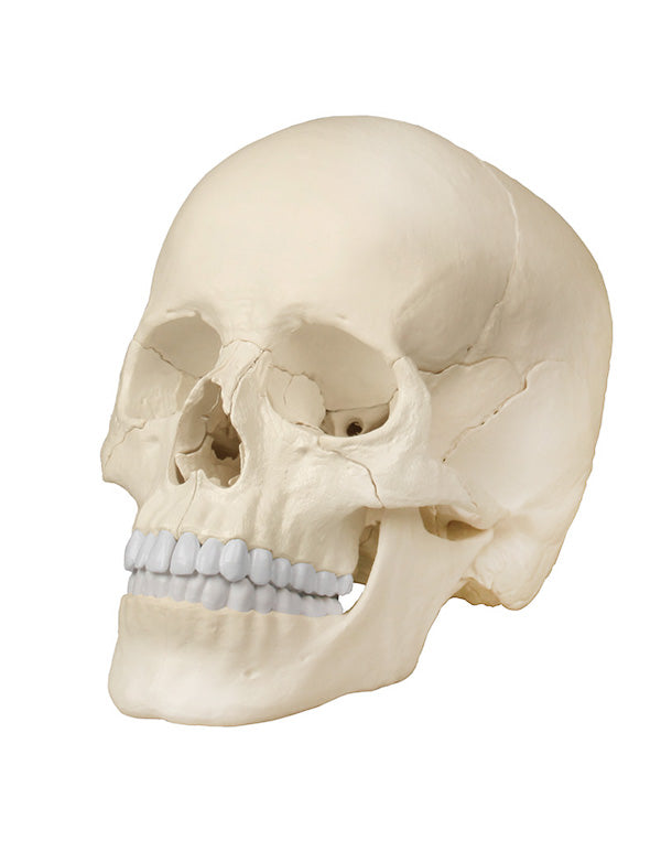 Replica Osteopathy Skull Model, 22-part, anatomical design