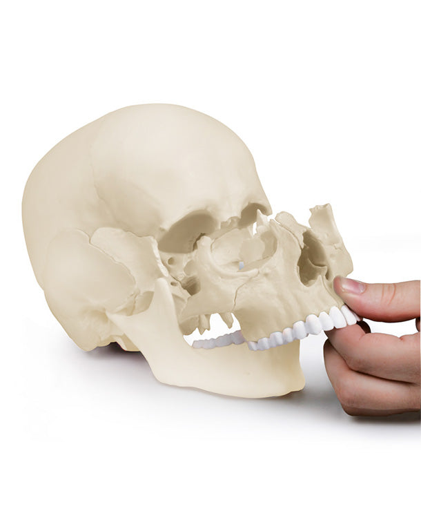 Replica Osteopathy Skull Model, 22-part, anatomical design