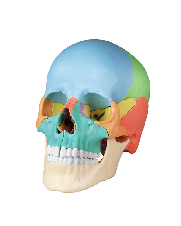 Replica of a didactic osteopathy skull model, 22 parts