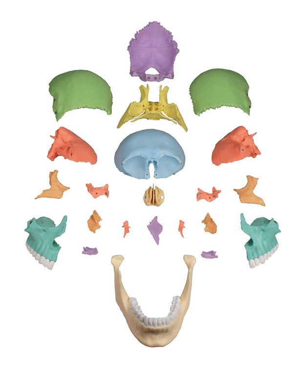 Replica of a didactic osteopathy skull model, 22 parts