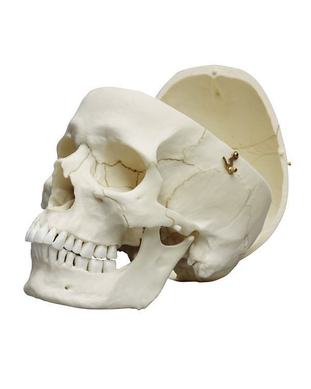 Replica Adult Skull ♂