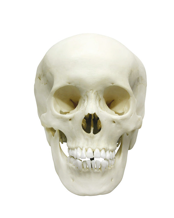 Replica adolescent skull ♀