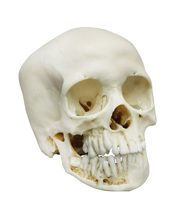 Replica child skull, 12 years old