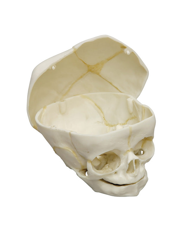 Replica fetal skull, 40 weeks, with removable skull cap