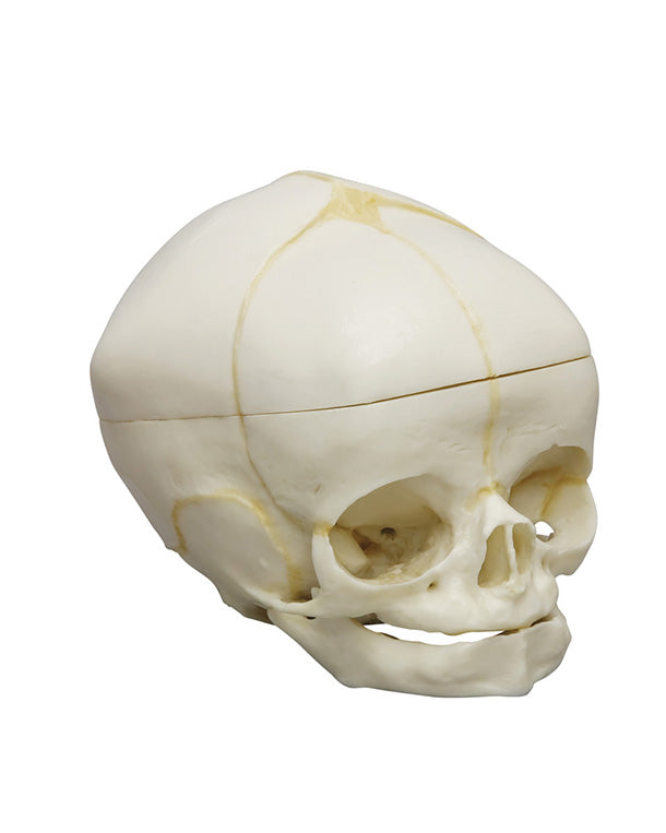 Replica fetal skull, 40 weeks, with removable skull cap