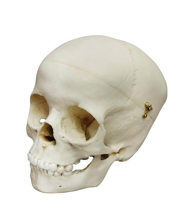 Replica child skull, 5-year-old