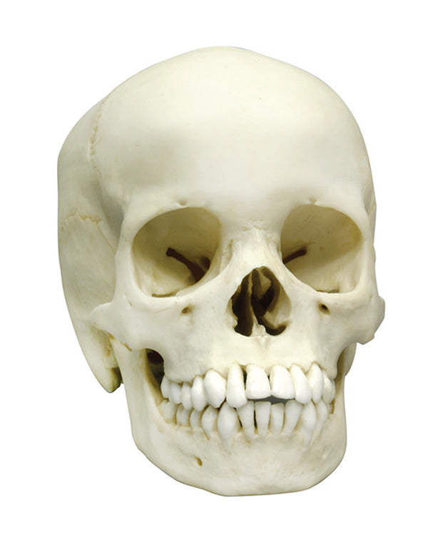 Replica Human Skull, 13-year-old