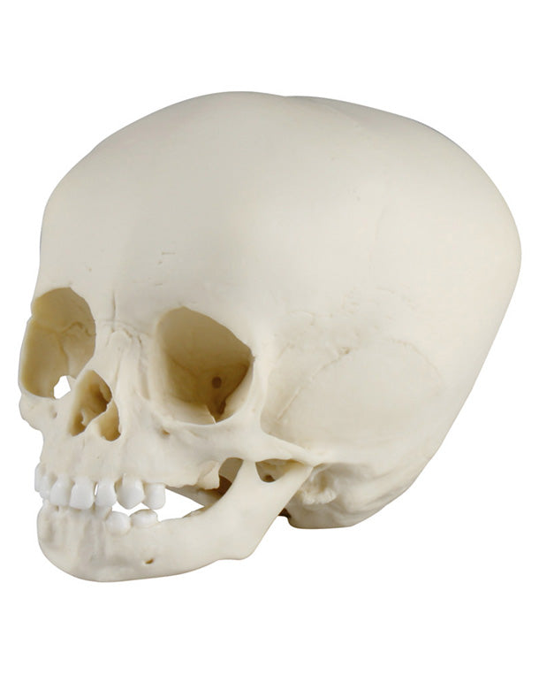 Replica child skull, 15 months