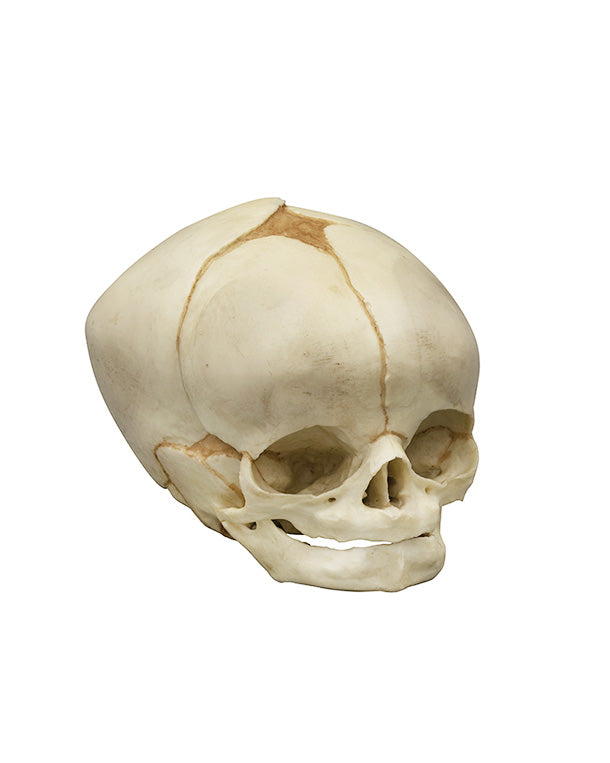 Replica fetal skull, 40 ½ weeks