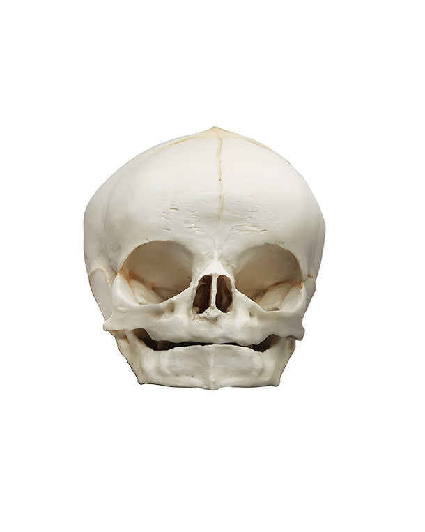 Replica fetal skull, 40 weeks