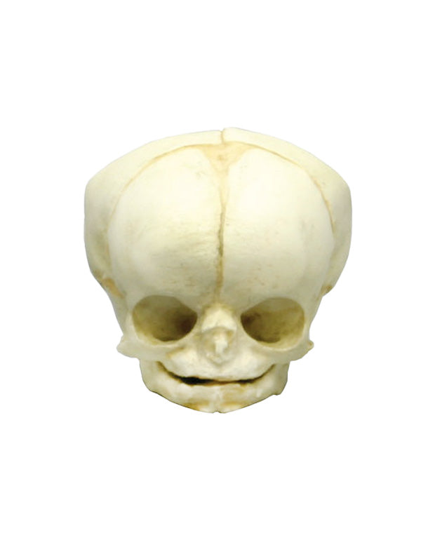 Replica fetal skull, 35 weeks