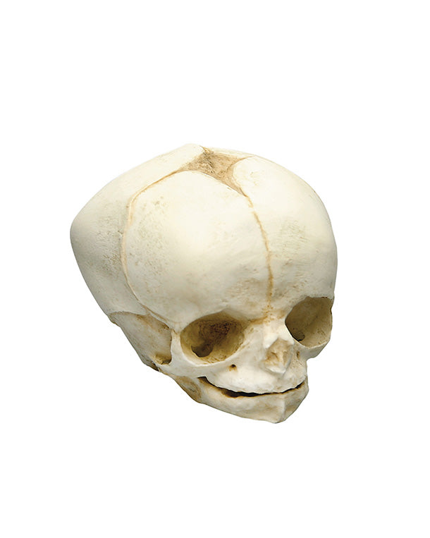 Replica fetal skull, 34 weeks