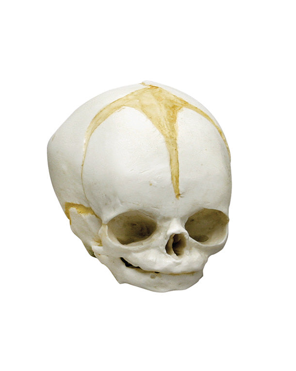 Replica fetal skull, 32 weeks