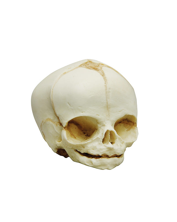 Replica fetal skull, 31 weeks