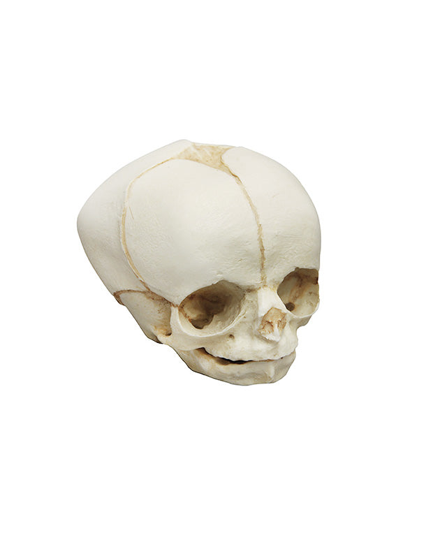 Replica fetal skull, 30 weeks