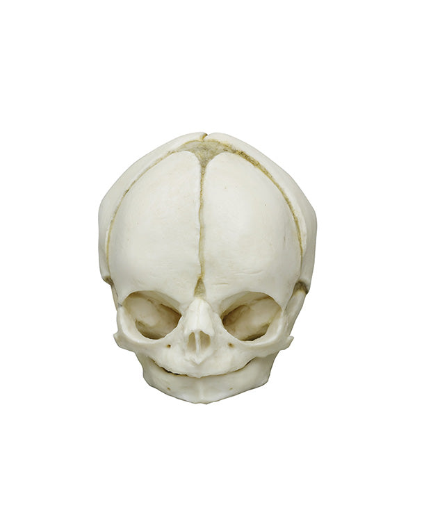 Replica fetal skull, 29 weeks