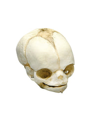 Replica fetal skull, 21 ½ weeks