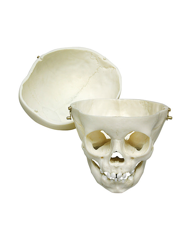 Replica child skull, 12 months