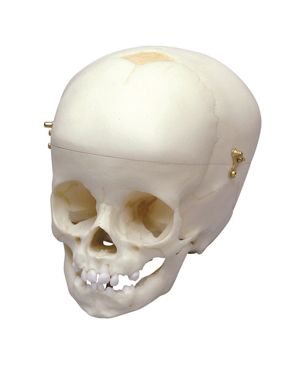 Replica child skull, 12 months