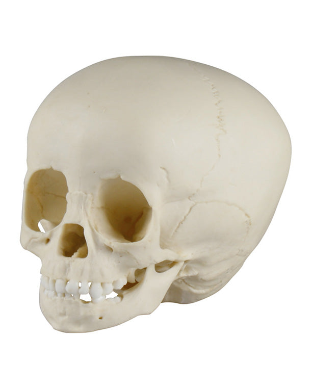 Replica child skull, 1 ½ year old