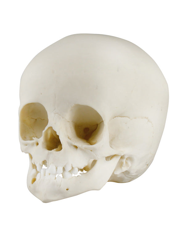 Replica child skull, 14 months