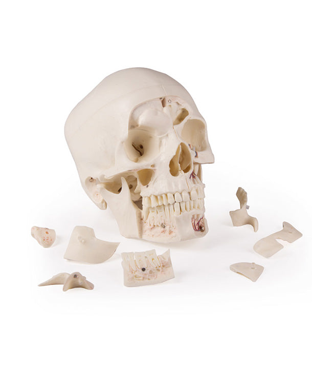 Replica Luxury Demonstration Skull, 14-piece