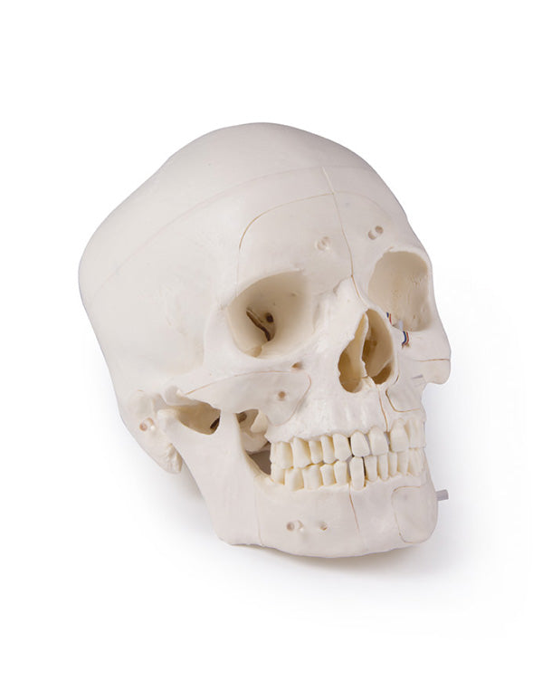 Replica Luxury Demonstration Skull, 14-piece