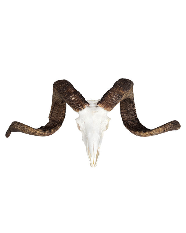 Real Skudden ram skull