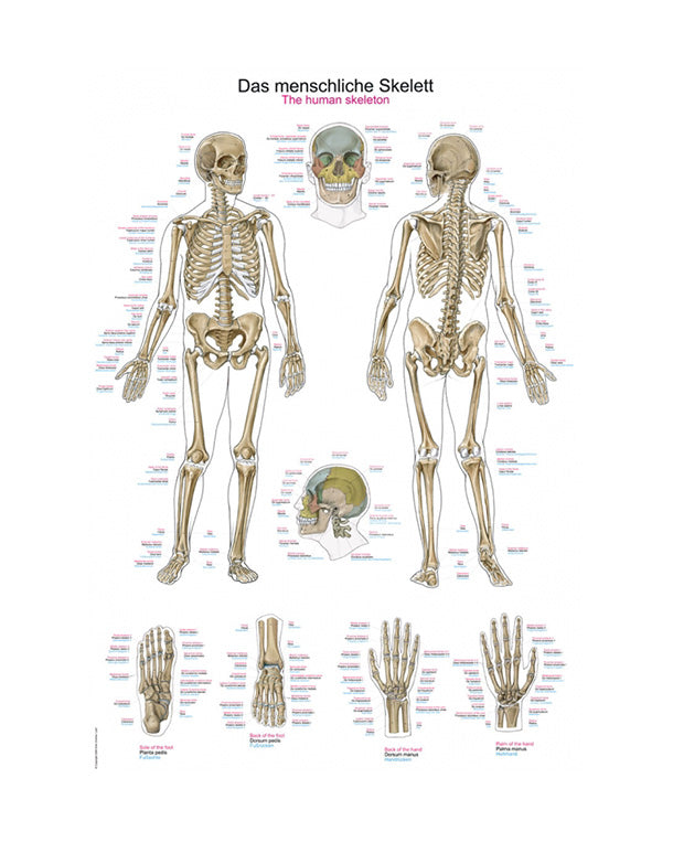 Lehrtafel "The human skeleton", 50x70cm