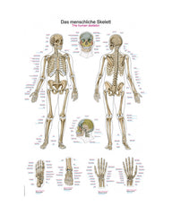 Teaching board "The human skeleton", 50x70cm